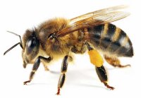 FUMIGACION de abejas DF